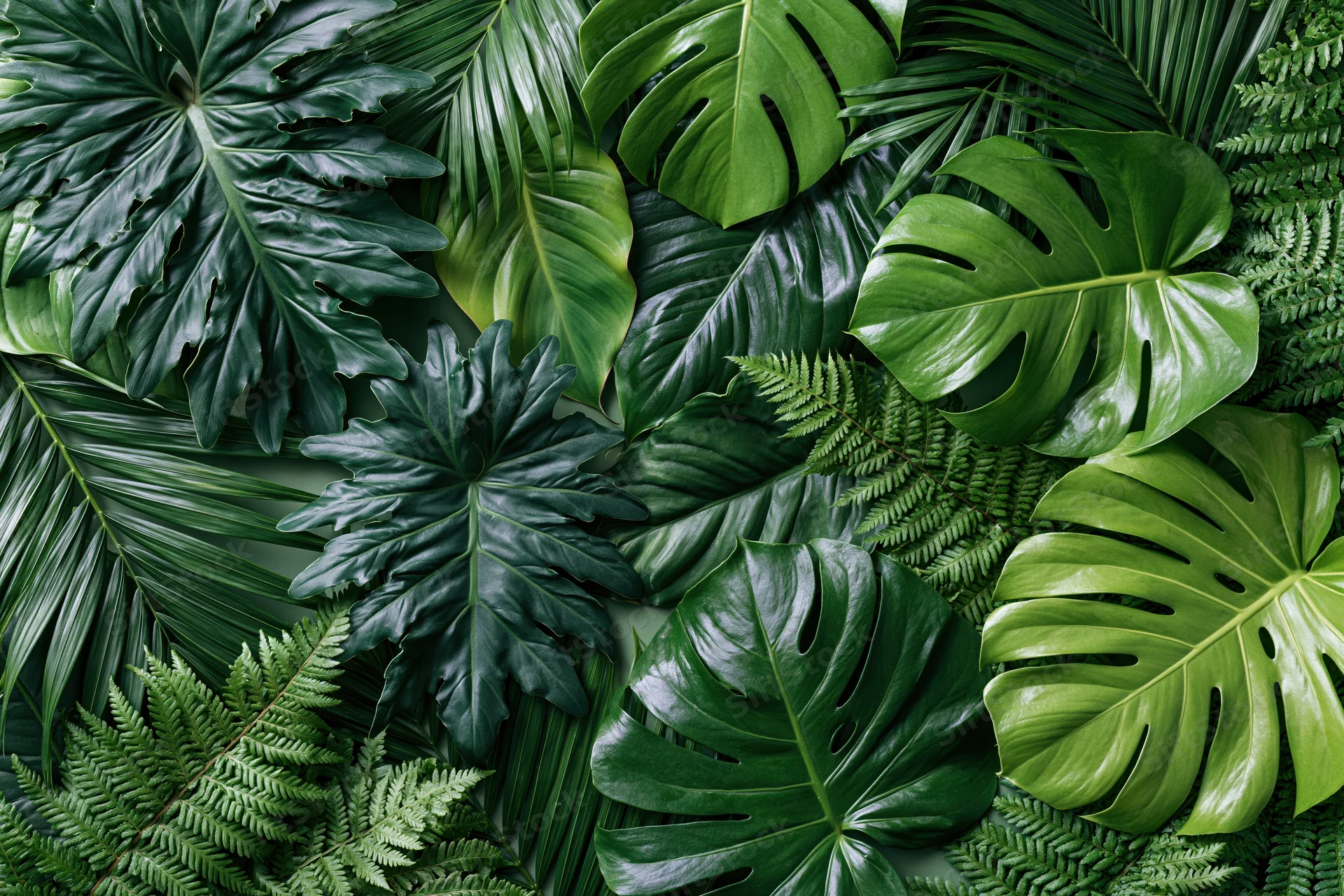 Tropical leaves arranged in a flat lay composition with monstera, palm and fern foliage