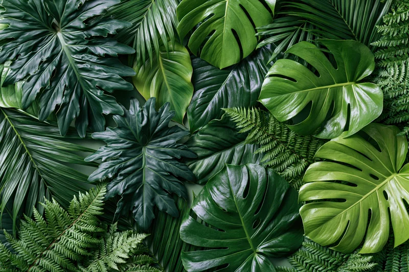 Tropical leaves arranged in a flat lay composition with monstera, palm and fern foliage