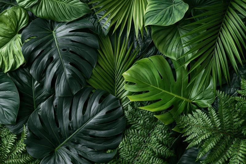 Tropical leaves arranged in a flat lay composition with monstera, palm, and fern foliage