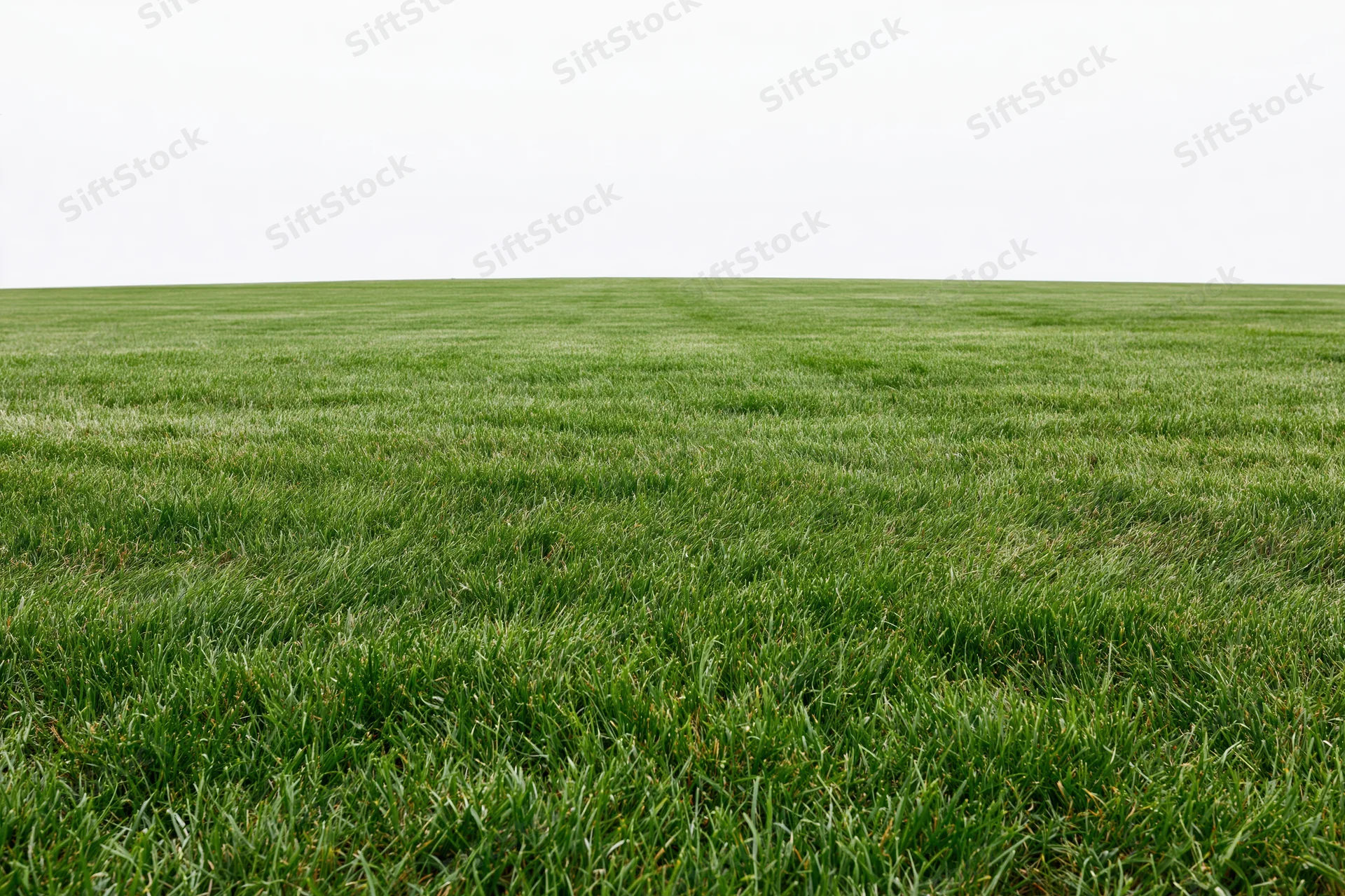 Flat grass field stretching to the horizon in wide low-angle view
