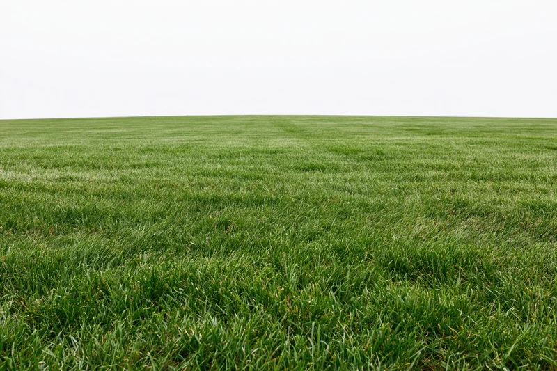 Flat grass field stretching to the horizon in wide low-angle view