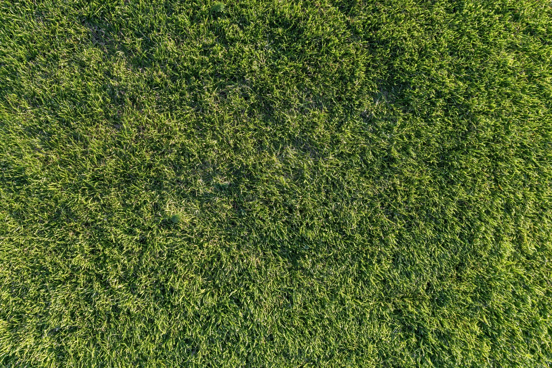 Neatly trimmed grass surface viewed from directly above