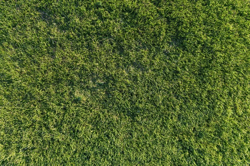 Neatly trimmed grass surface viewed from directly above