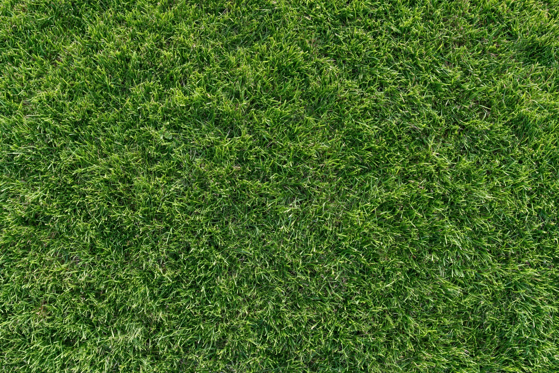Neatly trimmed grass surface viewed from directly above