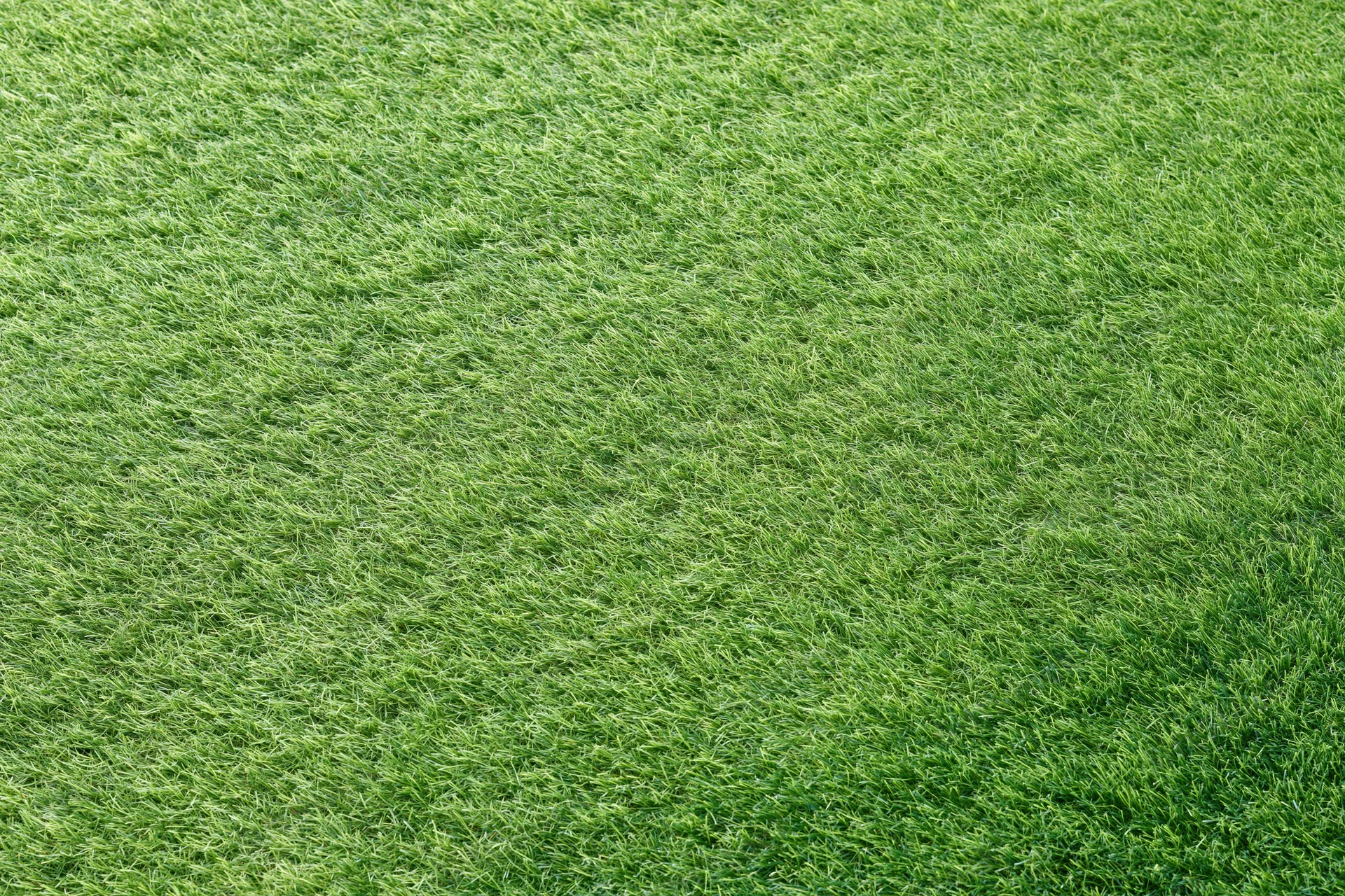 Short-cut artificial turf filling the frame in a flat overhead closeup