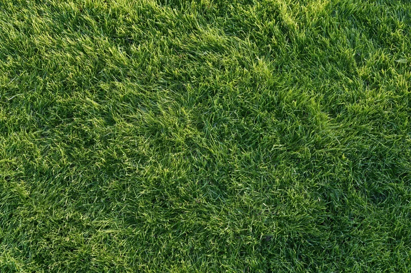Closely mowed green grass lawn viewed from directly above filling the frame