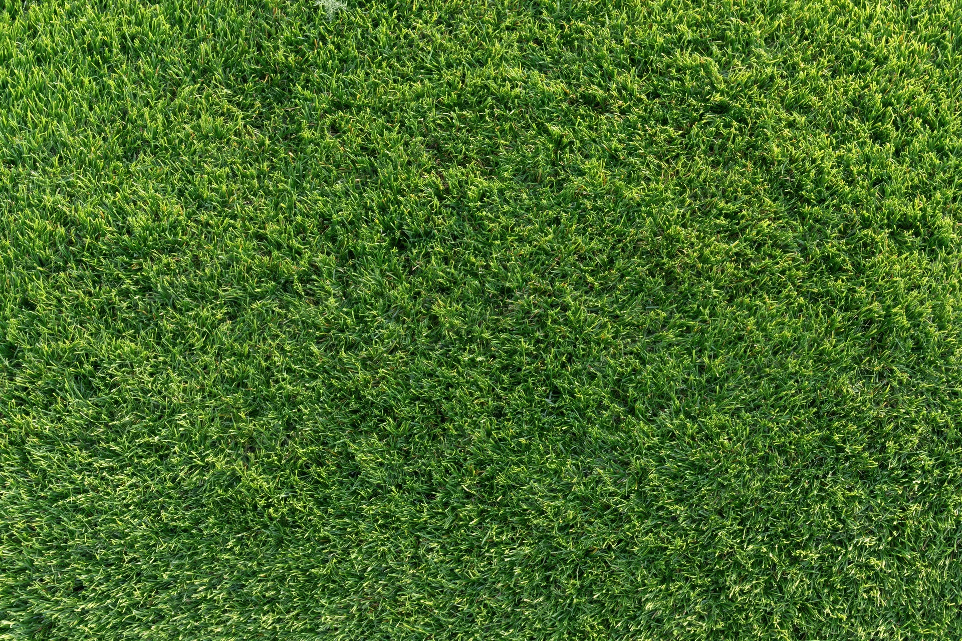 Closely mowed green grass lawn viewed from directly above filling the frame