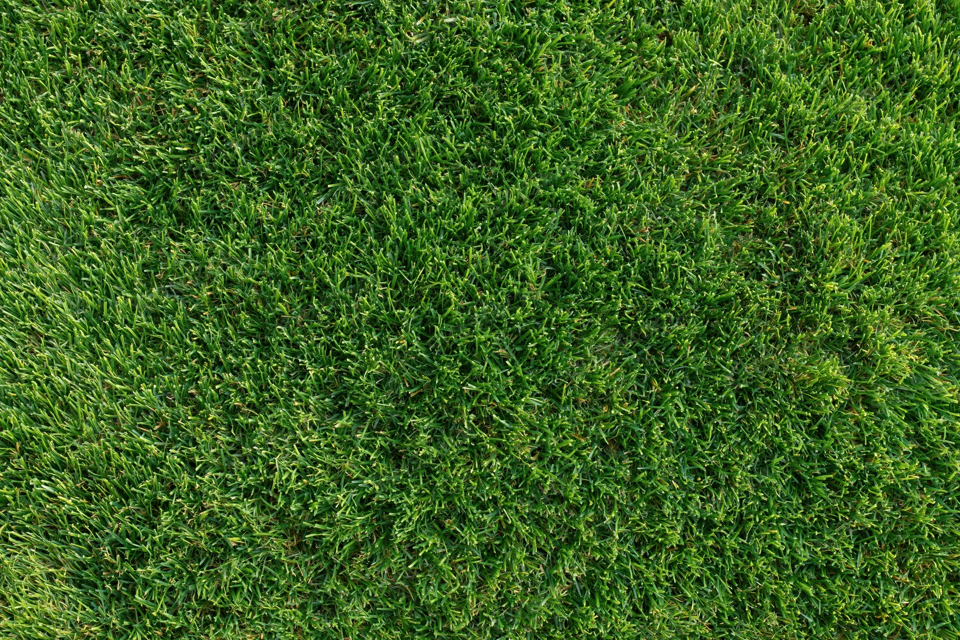 Closely mowed green grass lawn viewed from directly above filling the frame