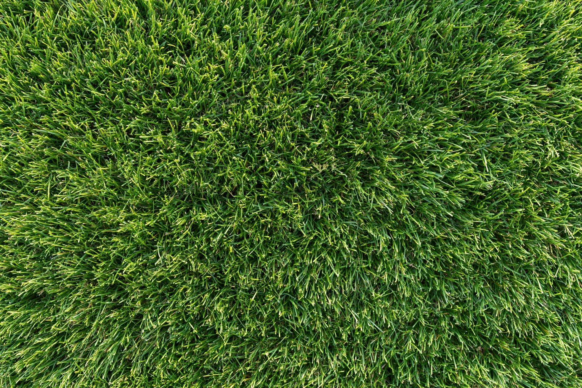 Dense short-cut green grass filling the frame from overhead view