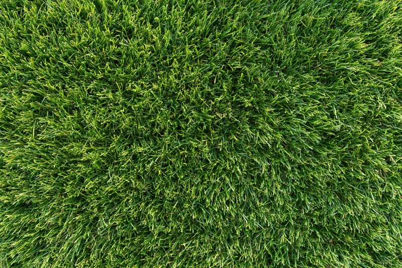 Dense short-cut green grass filling the frame from overhead view