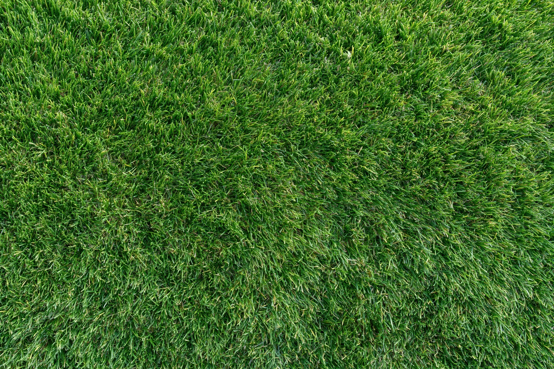 Dense short-cut green grass viewed from directly above filling the frame