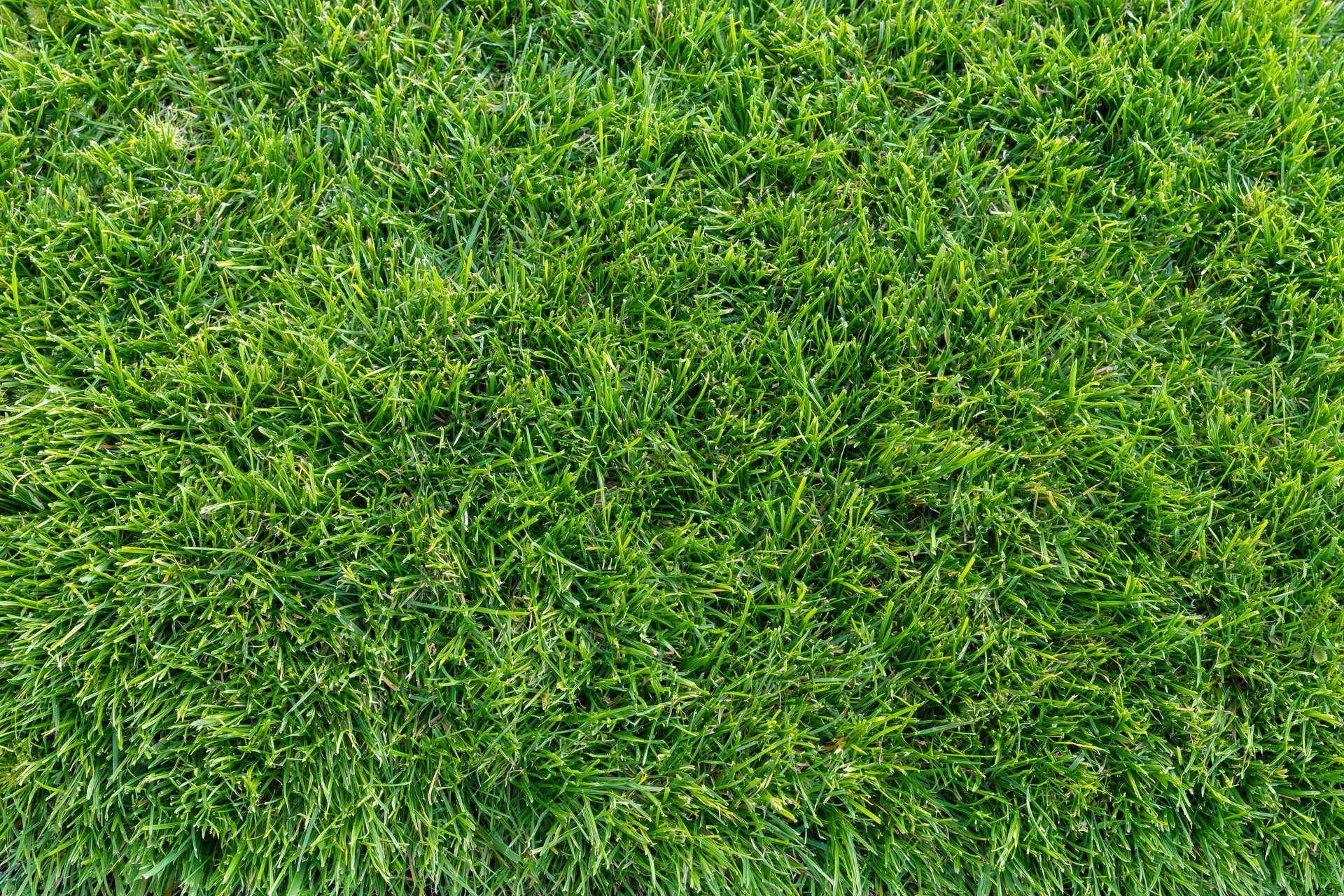 Dense short-cut green grass filling the frame from overhead view