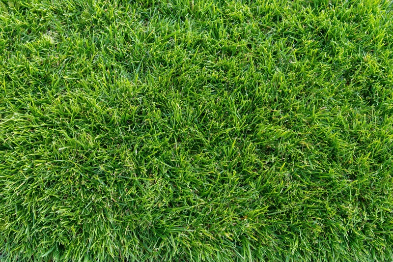Dense short-cut green grass filling the frame from overhead view