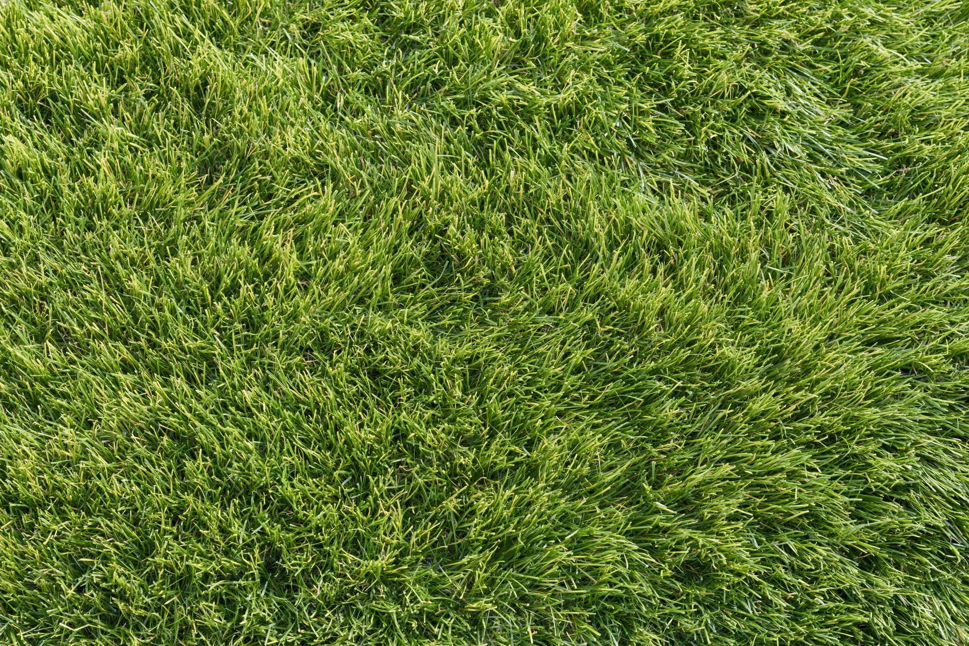 Dense short-cut green grass filling the frame from an overhead view