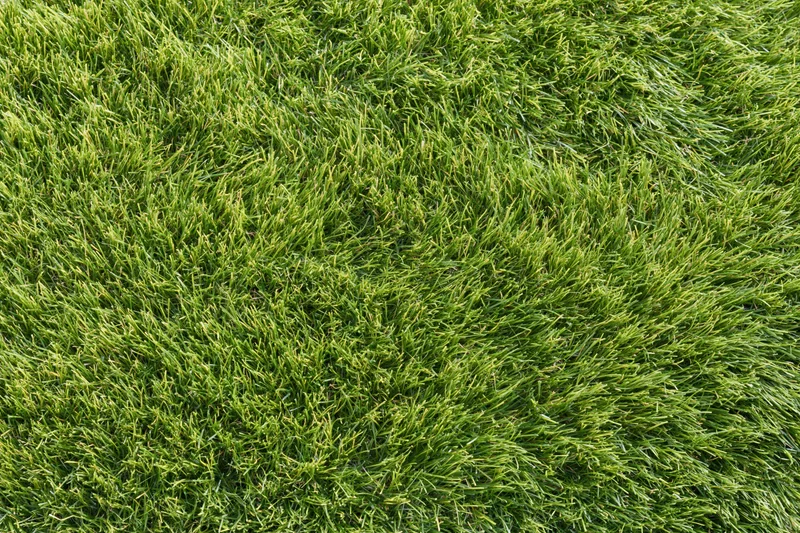 Dense short-cut green grass filling the frame from an overhead view