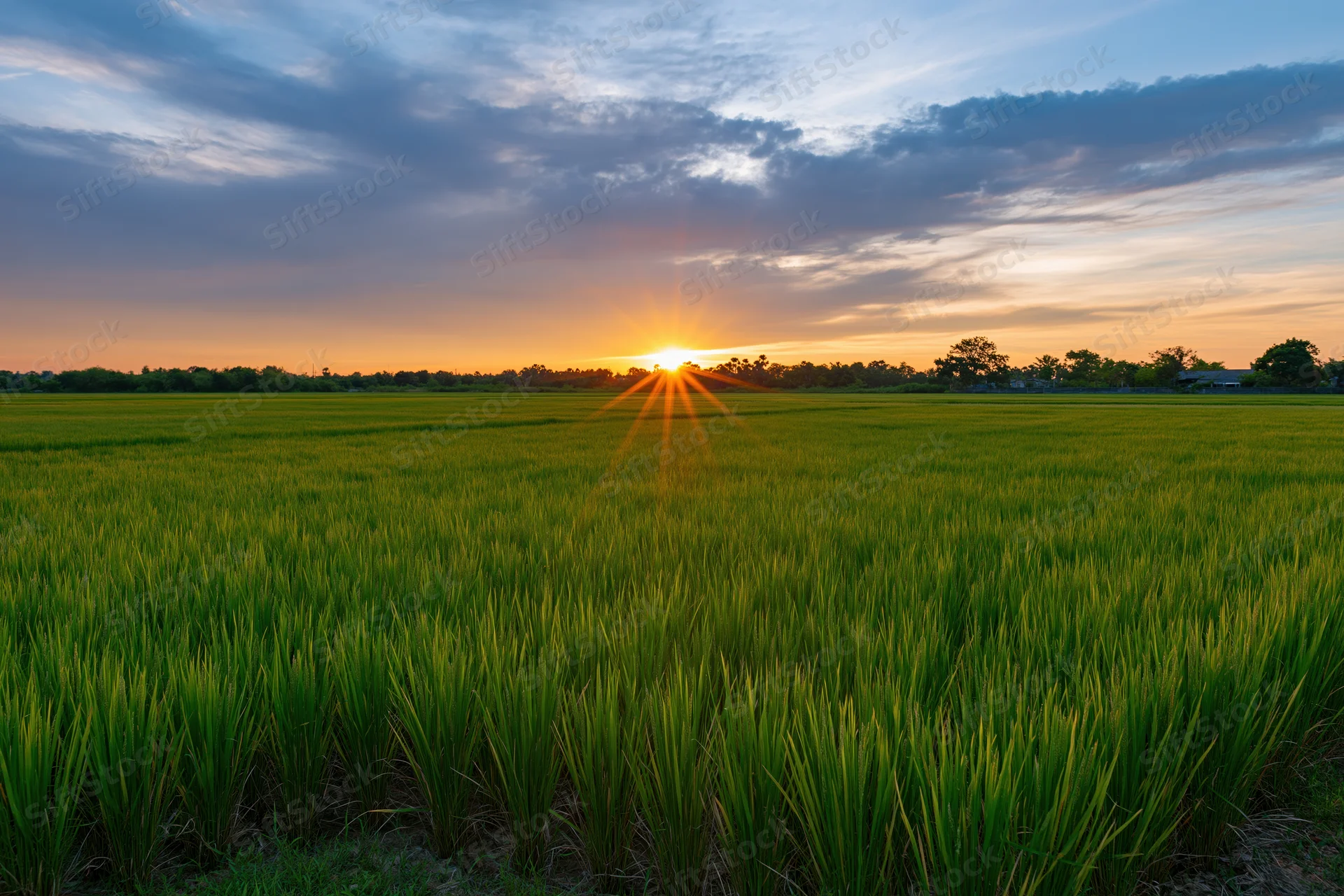 Flat green rice paddy field stretching to the horizon at sunset