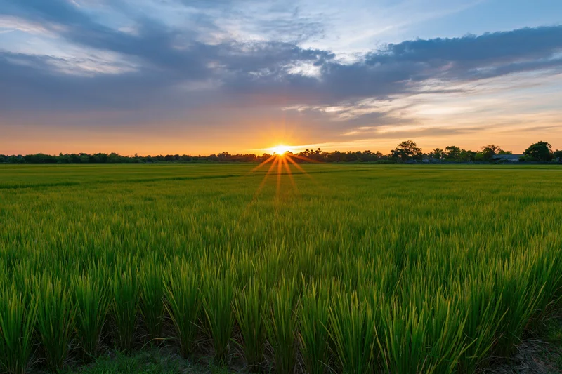 Flat green rice paddy field stretching to the horizon at sunset