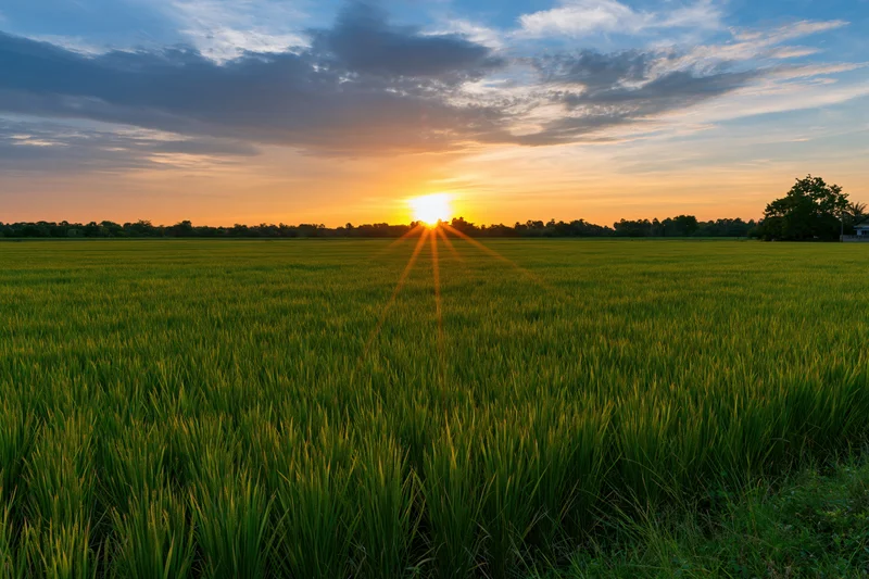 Green rice paddy field stretching to the horizon at sunset