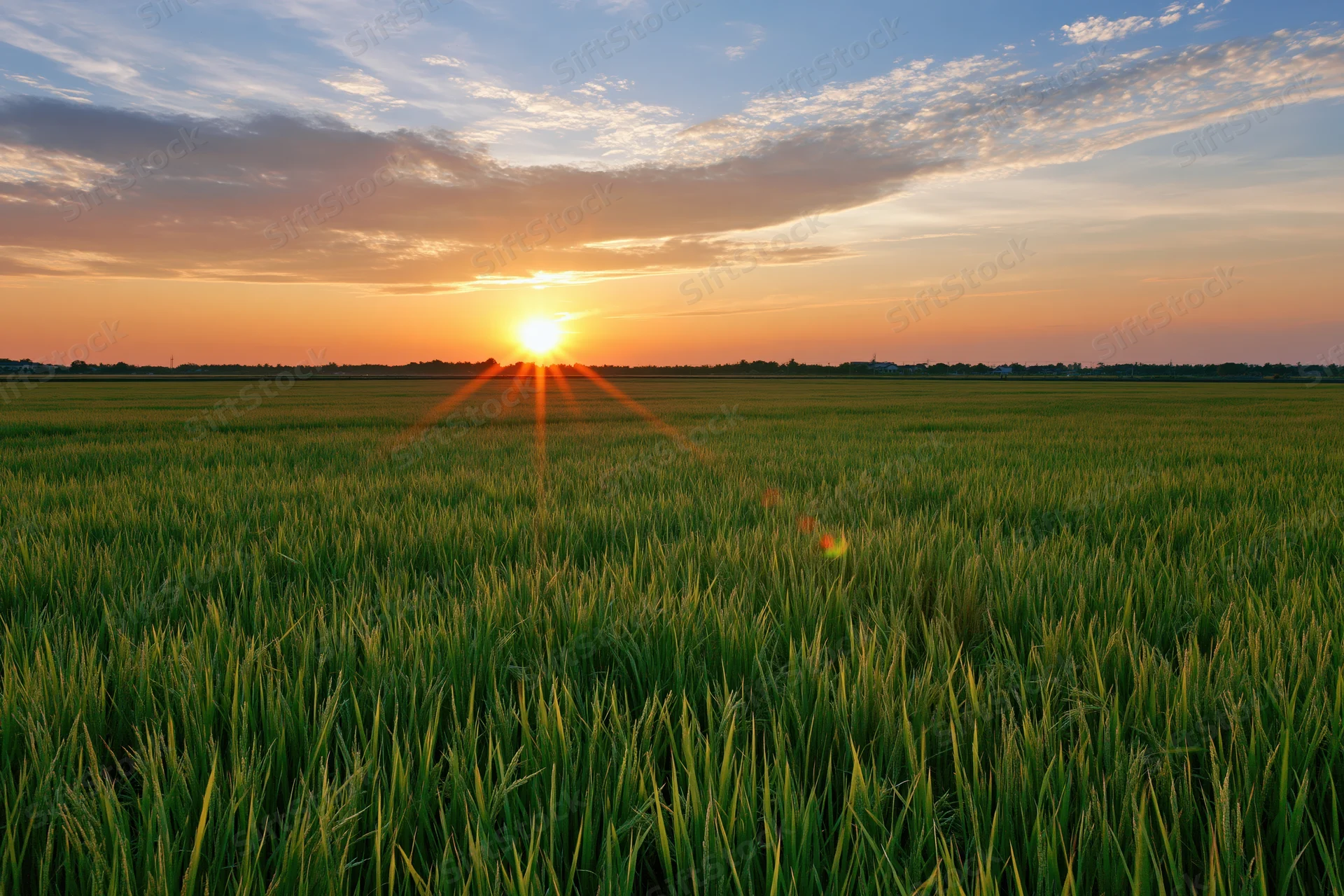 Green rice paddy field stretching to the horizon at sunset