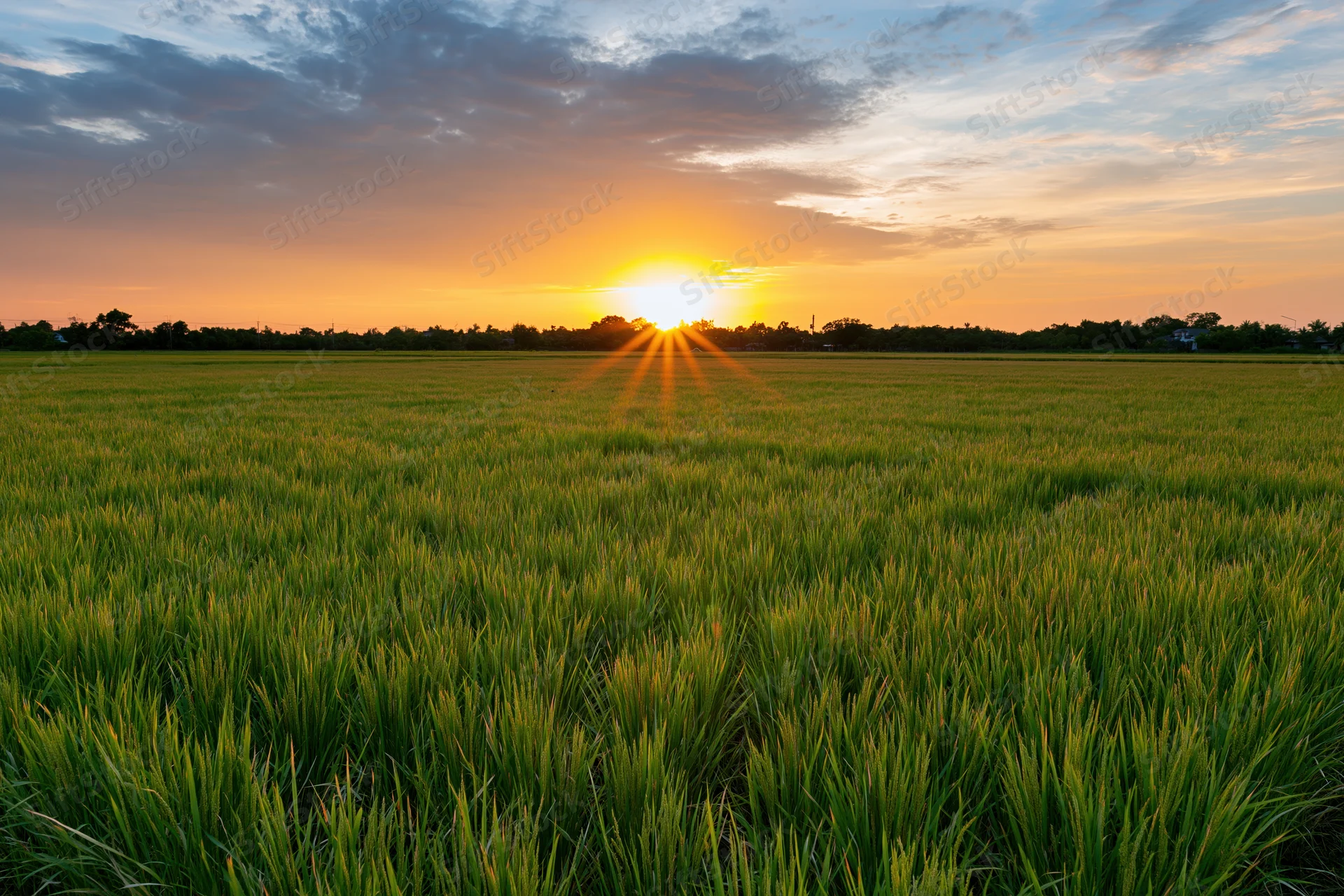 Flat green rice paddy field stretching to the horizon at sunset