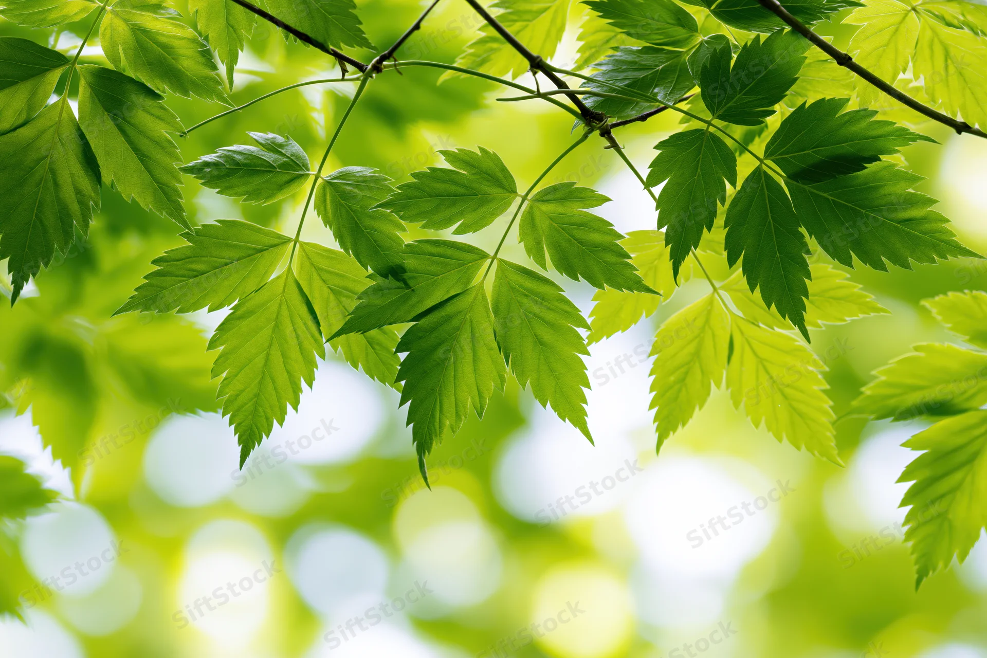 Fresh green compound leaves on thin branches filling the frame with natural light and bokeh background