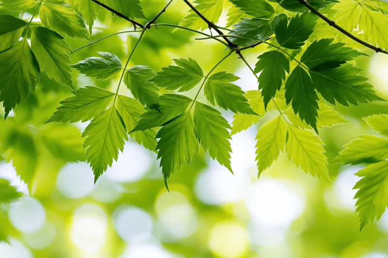 Fresh green compound leaves on thin branches filling the frame with natural light and bokeh background