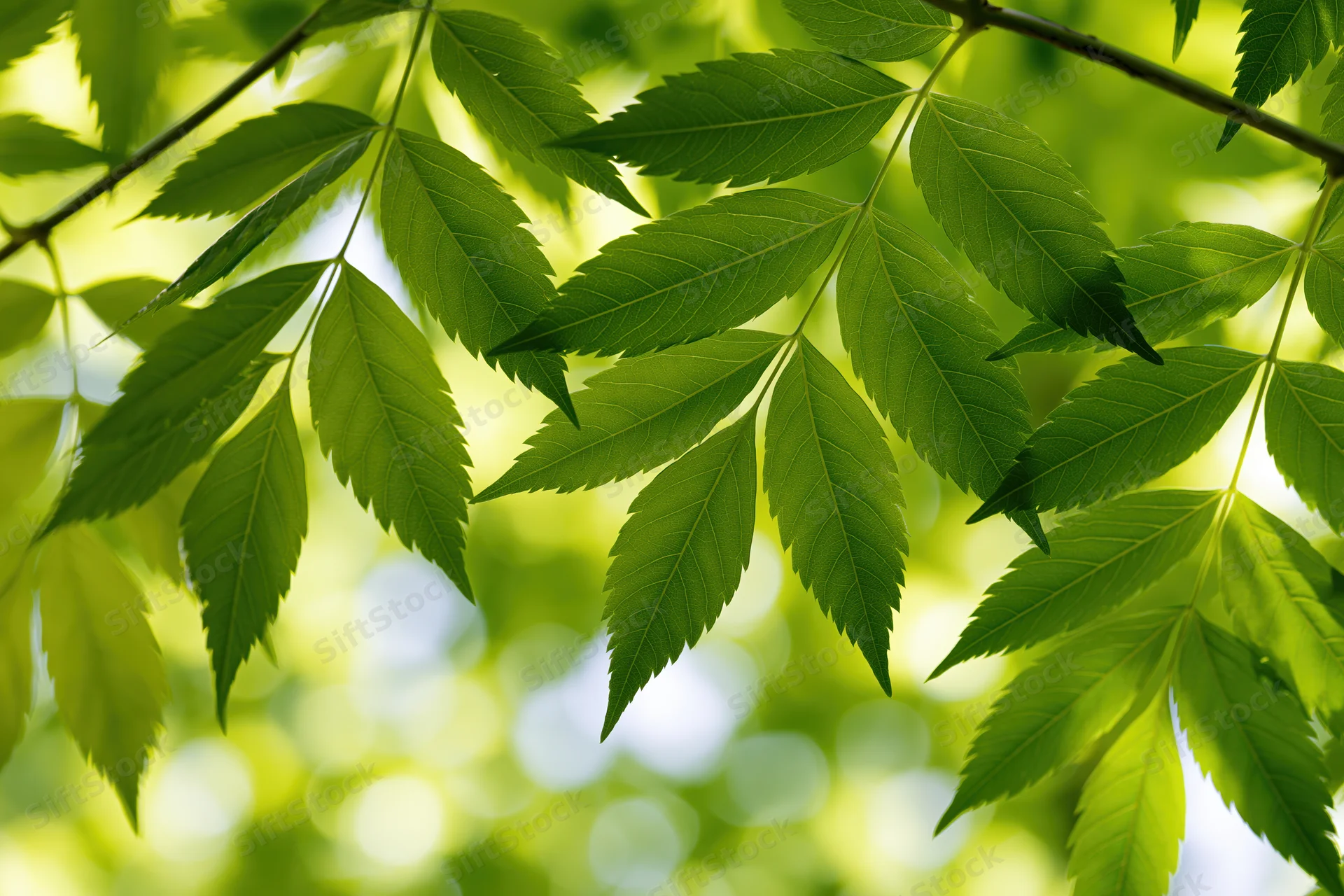 Fresh green compound leaves on thin branches filling the frame with natural light and soft bokeh background