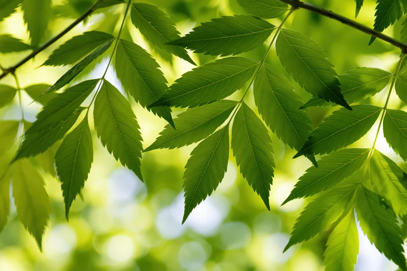 Fresh green compound leaves on thin branches filling the frame with natural light and soft bokeh background