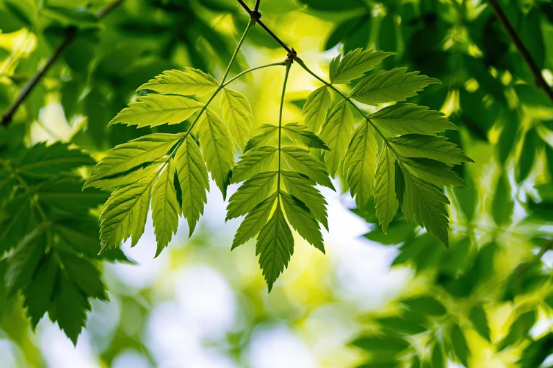 Fresh green compound leaves on thin branches filling the frame with natural light