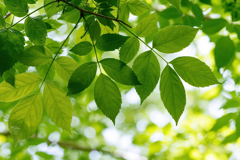Fresh green compound leaves on thin branches filling the frame with natural light and soft bokeh background