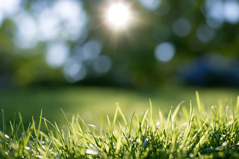 Fresh green grass along the bottom edge of frame in a sunlit outdoor setting
