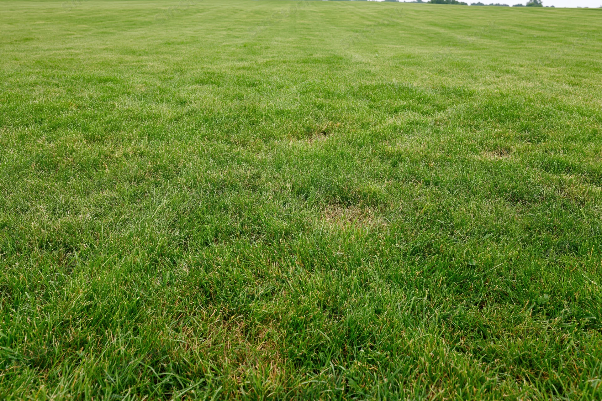 Freshly mowed flat grass field stretching to the horizon