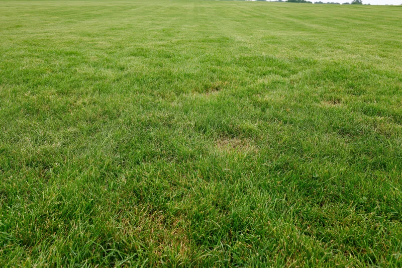 Freshly mowed flat grass field stretching to the horizon