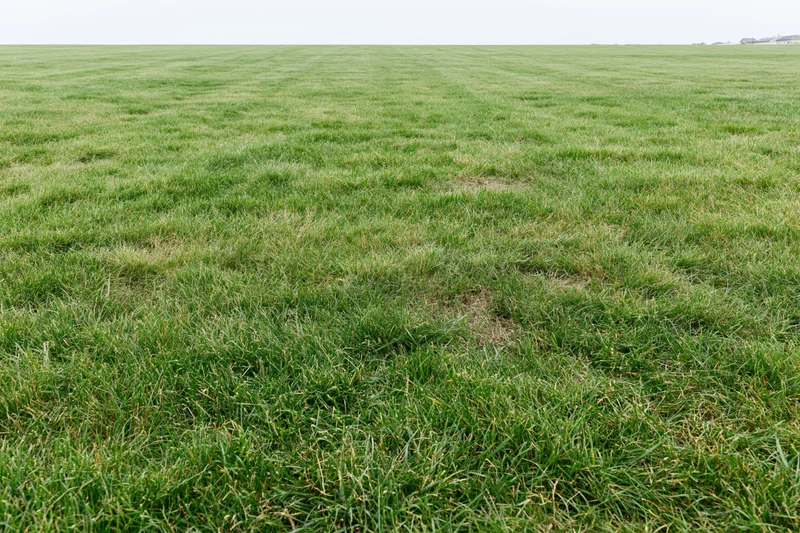 Freshly mowed flat grass field stretching to the horizon under an overcast sky