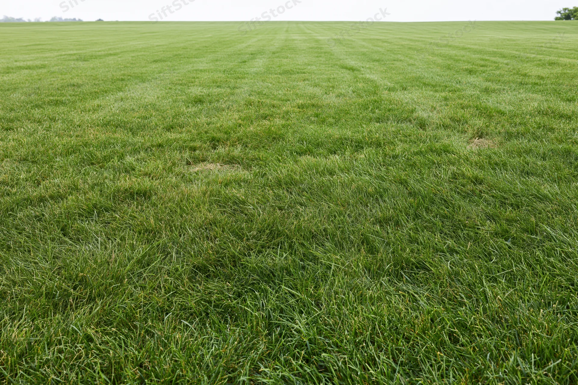 Freshly mowed flat grass field stretching to the horizon in wide view