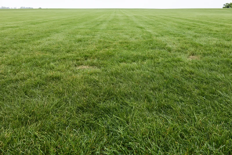 Freshly mowed flat grass field stretching to the horizon in wide view