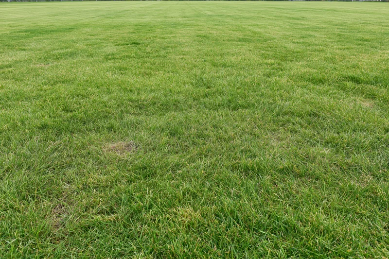 Freshly mowed grass field stretching to the horizon in open countryside
