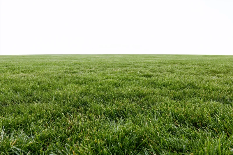 Freshly mowed grass field stretching to the horizon in a flat open landscape