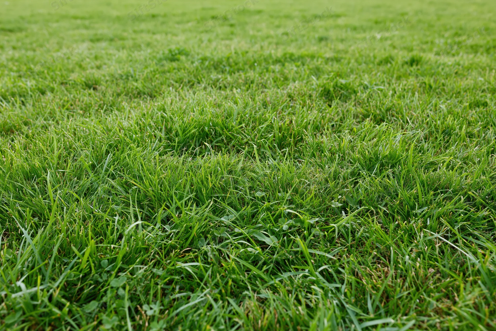 Freshly mowed green grass lawn filling the frame with even blades and scattered clover