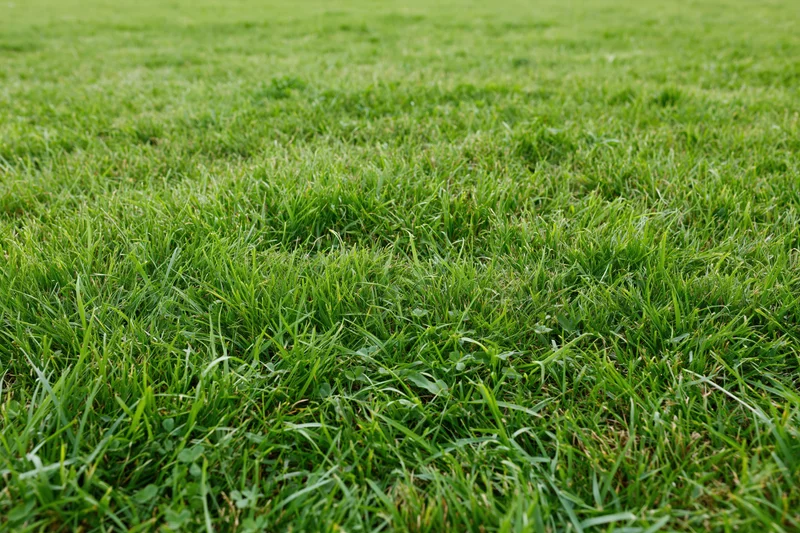 Freshly mowed green grass lawn filling the frame with even blades and scattered clover