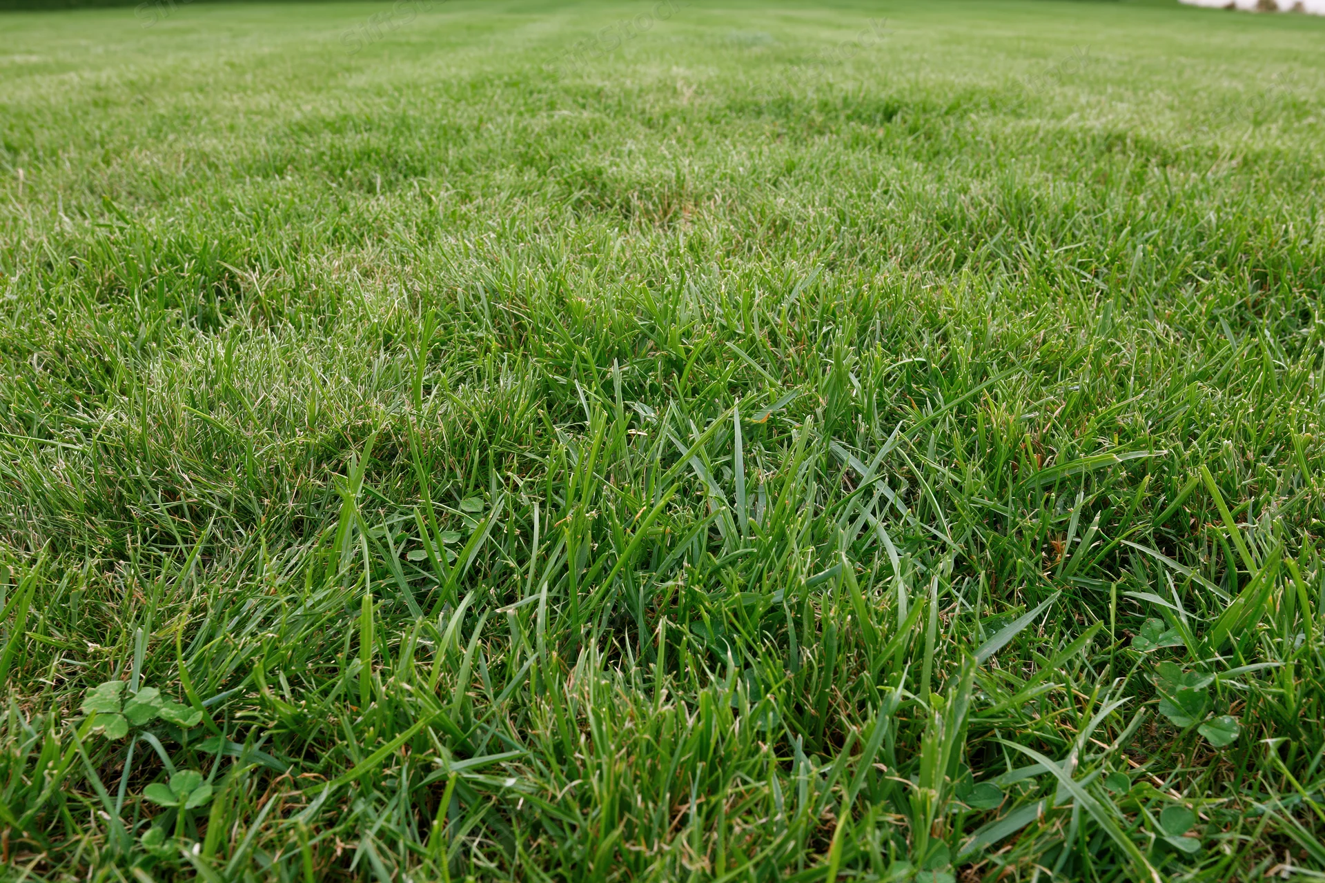 Freshly mowed green grass lawn filling the frame with scattered clover and even blades extending into the distance
