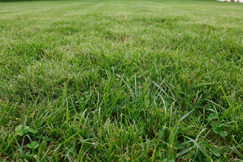 Freshly mowed green grass lawn filling the frame with scattered clover and even blades extending into the distance
