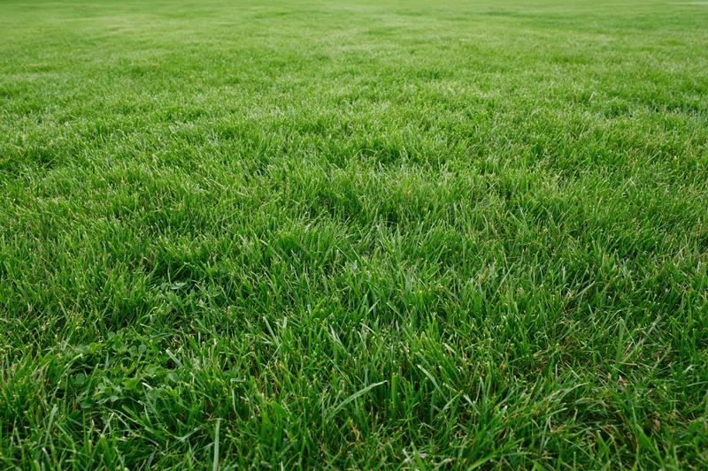Freshly mowed green grass lawn filling the frame with even texture and natural outdoor setting