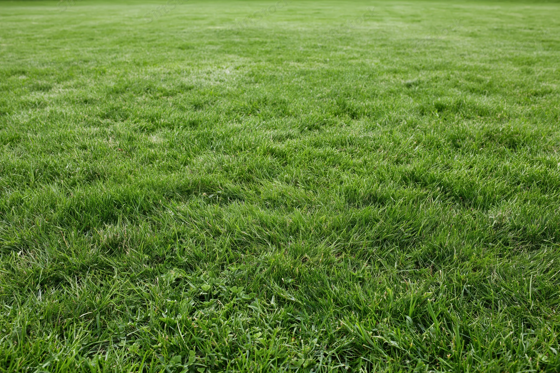 Freshly mowed green grass lawn filling the frame with even texture and natural outdoor setting