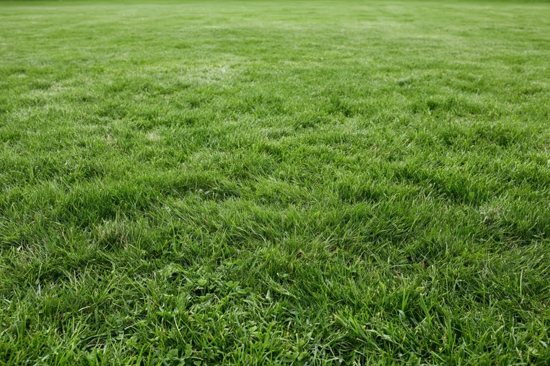 Freshly mowed green grass lawn filling the frame with even texture and natural outdoor setting