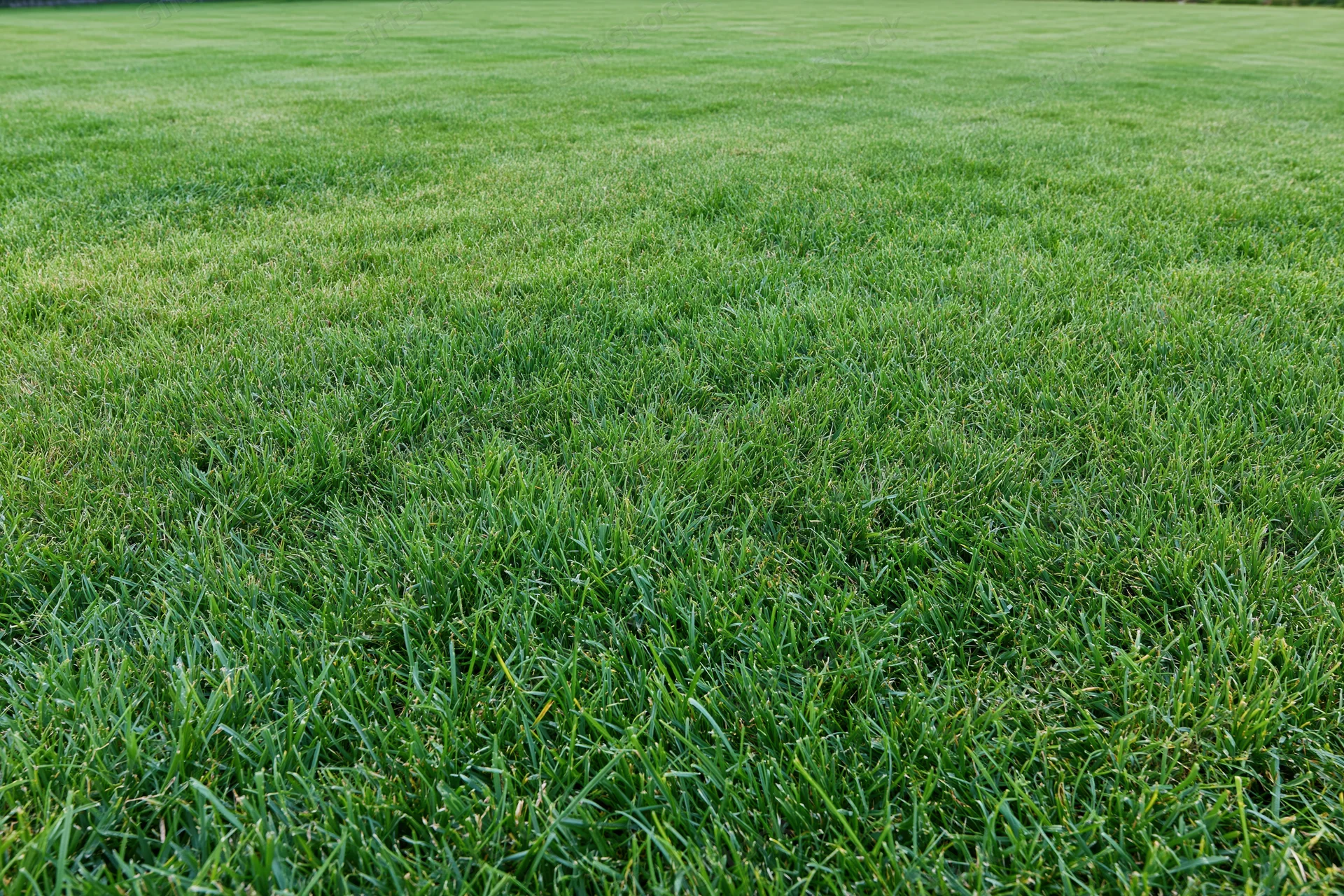 Freshly mowed green grass lawn stretching across a flat outdoor field