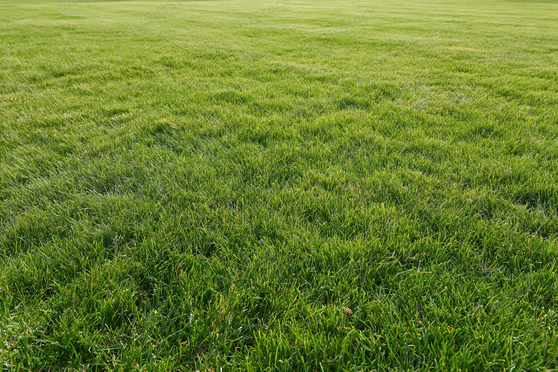 Freshly mowed green grass lawn stretching across a flat outdoor field