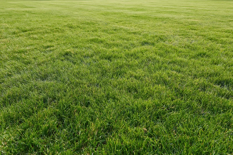 Freshly mowed green grass lawn stretching across a flat outdoor field