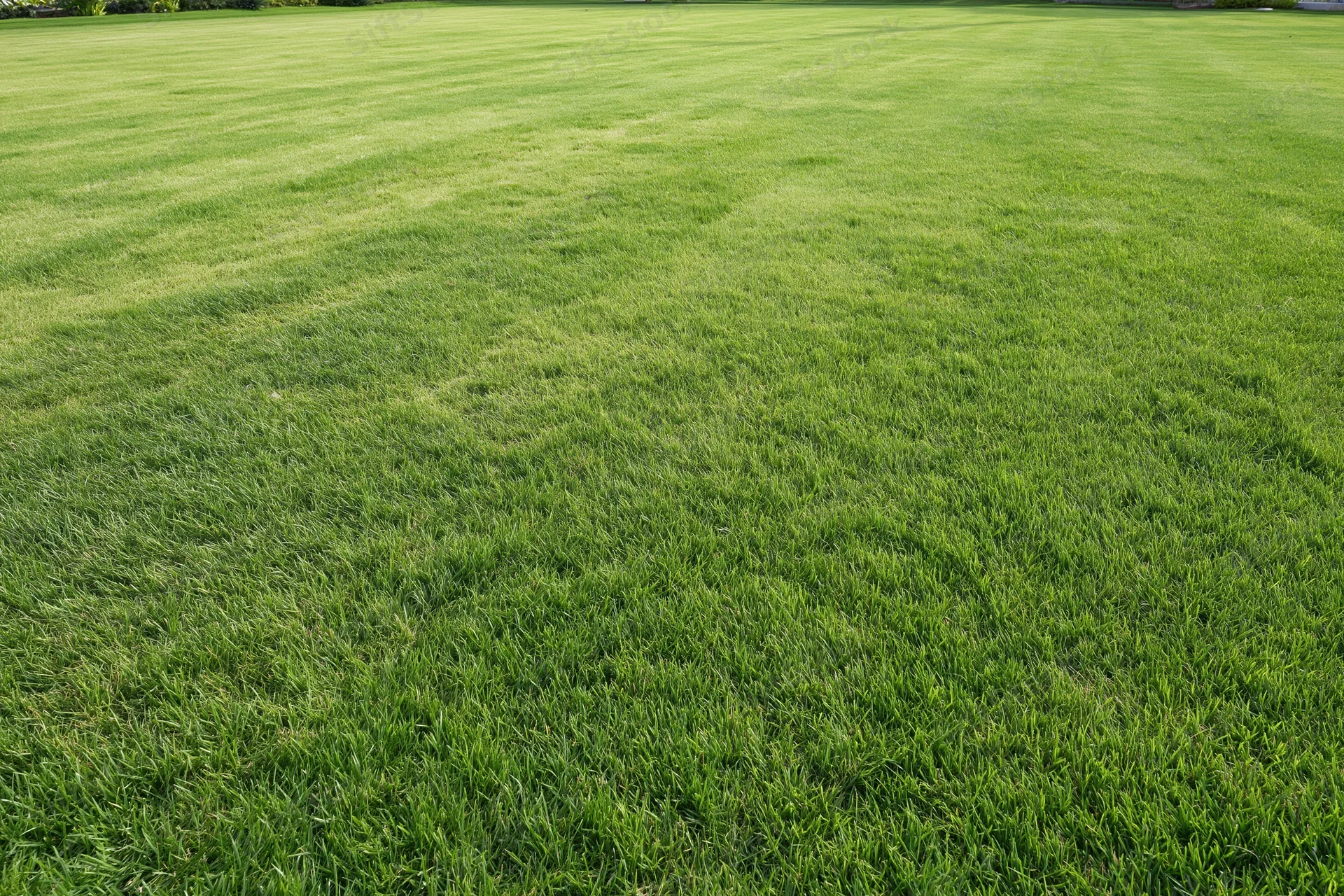 Freshly mowed green grass lawn stretching across an open outdoor field