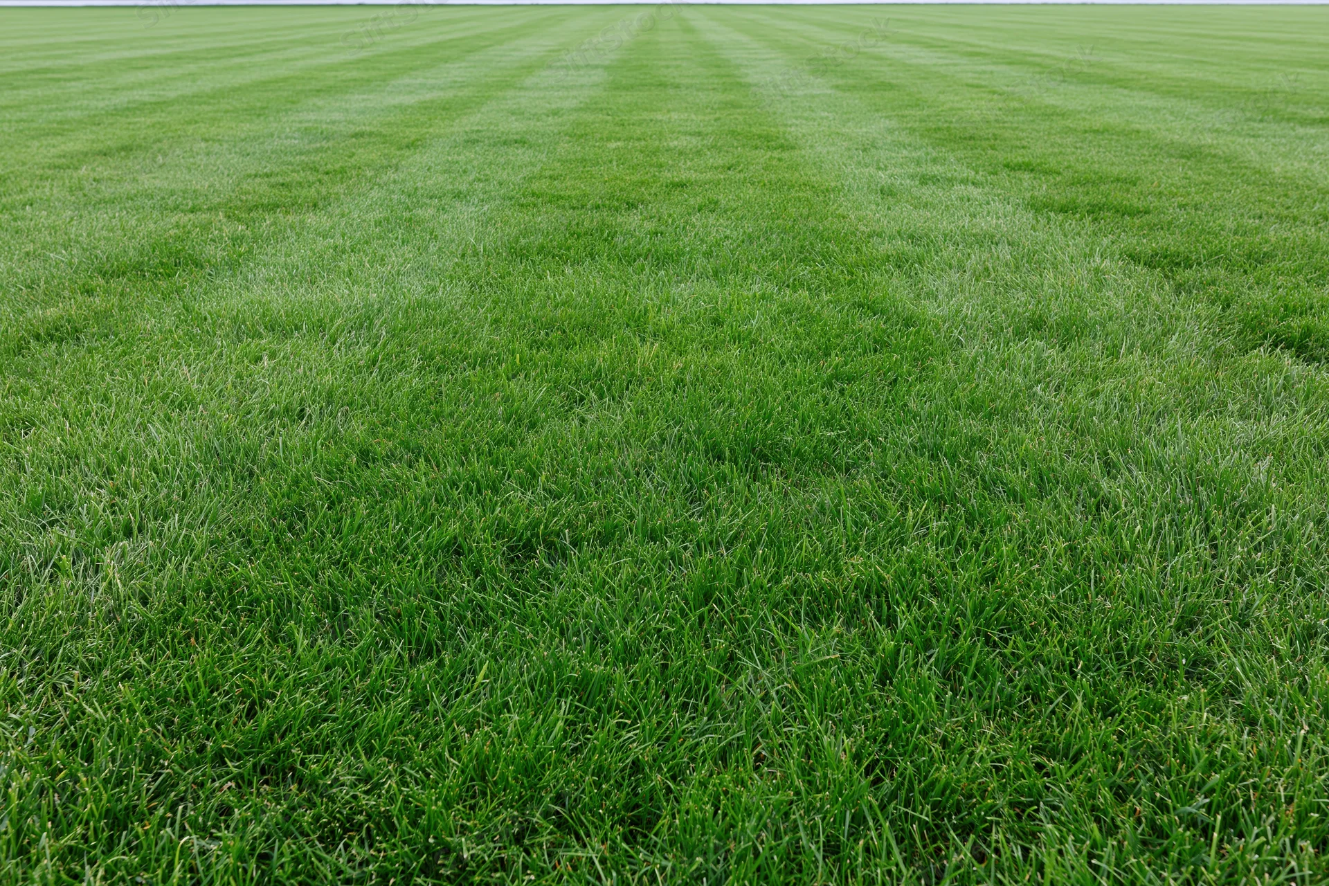 Freshly mowed green lawn with striped pattern filling the frame